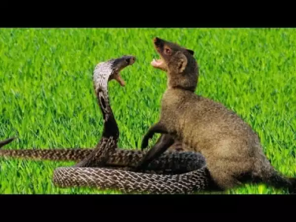 Video: Amazing Mongoose and Cobra Compilation - Incredible Speed Skill and Agility